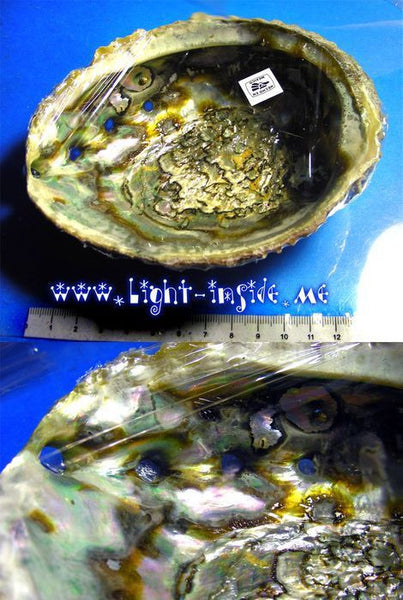 Abalone shell for burning
